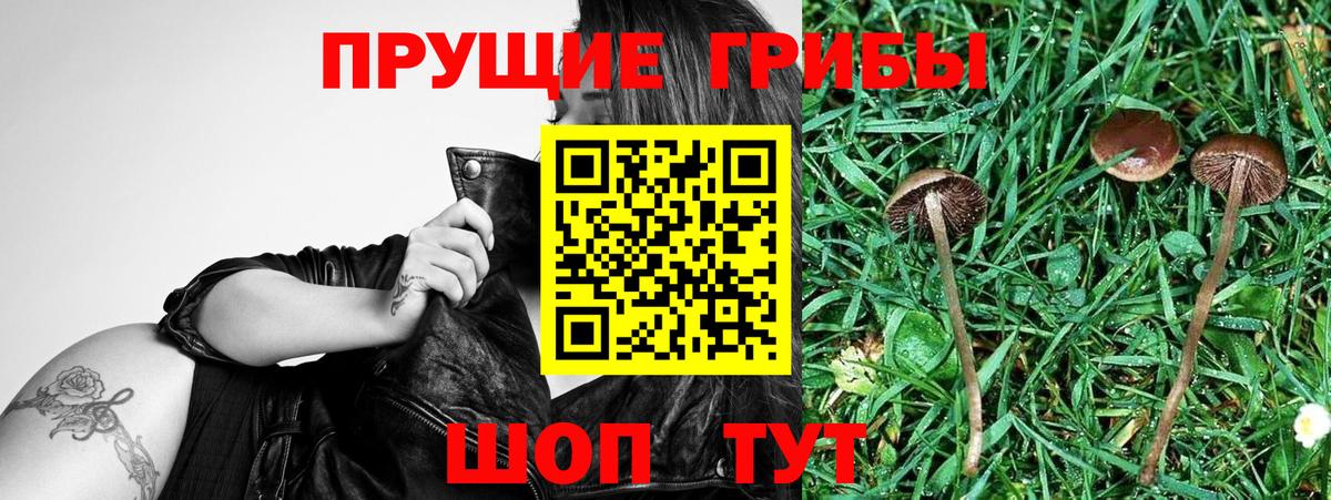 где купить наркоту  Псилоцибиновые грибы мухоморы  Галлюциногенные грибы прущие грибы  Вход с VPN  Железногорск 